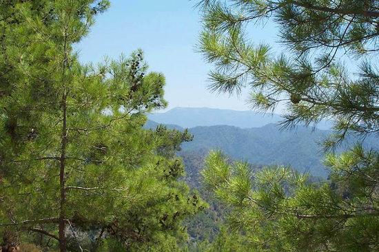 Δάσος Δεντροφύτευση