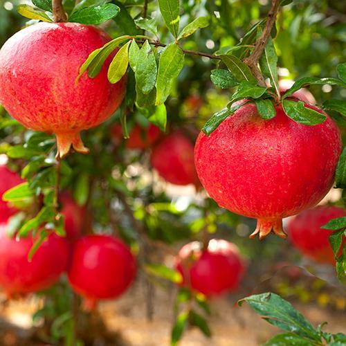 Παραγωγή Κατανάλωση Δεντροφύτευση καρποφόρων δέντρων Τα καρποφόρα δέντρα συνεισφέρουν στο περιβάλλον παρομοίως με τα μηκαρποφόρα δέντρα με