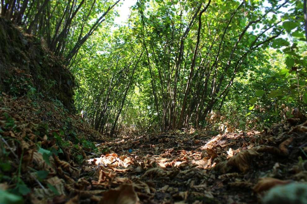 Τουρισμος Δημιουργία μονοπατιού φύσης Ένα μονοπάτι της φύσης μπορεί να φτιαχτεί κοντά σε μια δασική περιοχή κοντά στο σχολείο και αργότερα τα παιδιά και οι μεγάλοι να επωφεληθούν.