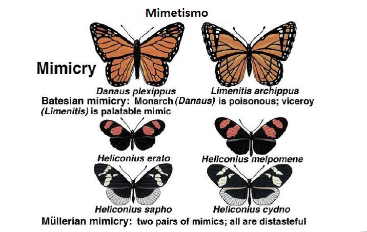 - Henry Walter Bates -> άρθρο