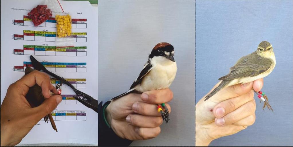 Figure 2. Deployment of colour rings and coloured tagged birds before releasing.