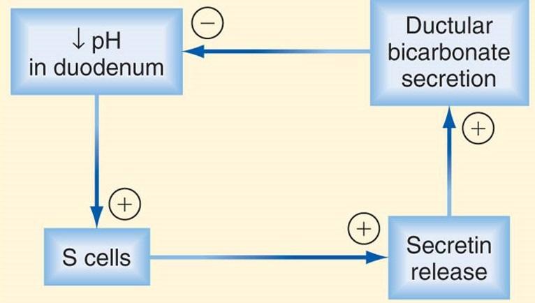 Σεκρετίνη - S-κύτταρα 12δακτύλου - Παράγεται όταν ph δωδεκαδακτύλου < 4,5 και από ΛΟ µακράς αλύσου σε υψηλές συγκεντρώσεις - ρα