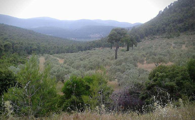 συνυφασμένης με την Ιστορία του Σοφικού και πιο πέρα το Εκκλησάκι της Αγίας Παρασκευής, κτισμένο ΙΖ Αιώνα, πάνω στα ερείπια Αρχαίας Ακρόπολης, επίσης δεξιά τους και στο βάθος του Ορίζοντα θα