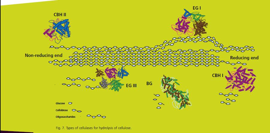Enzymes