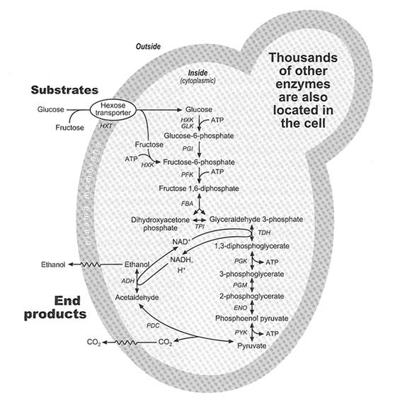 Ζύμωση γλυκόζης και φρουκτόζης Με ζύμη Saccharomyces cerevisiae Η ινβερτάση είναι εξωένζυμο και ευρίσκεται στον περιπλασμικό χώρο Η γλυκόζη και η φρουκτόζη εισέρχονται
