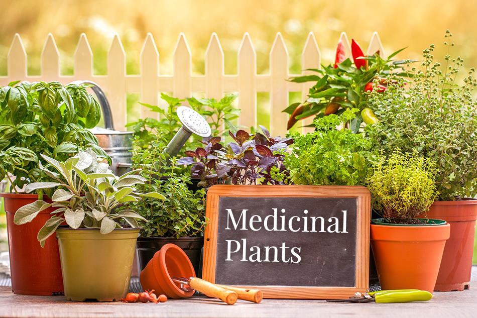 3 Title of Module Τα φαρμακευτικά φυτά, φαρμακευτικά βότανα ή απλά βότανα έχουν αναγνωριστεί και χρησιμοποιηθεί από τους προϊστορικούς χρόνους.