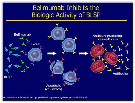 Αναστολή του B-lymphocyte stimulator (Blys) Ανθρώπινο μονοκλωνικό αντίσωμα που δεσμεύει τον Blys,