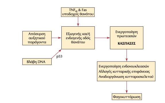 H οδός του