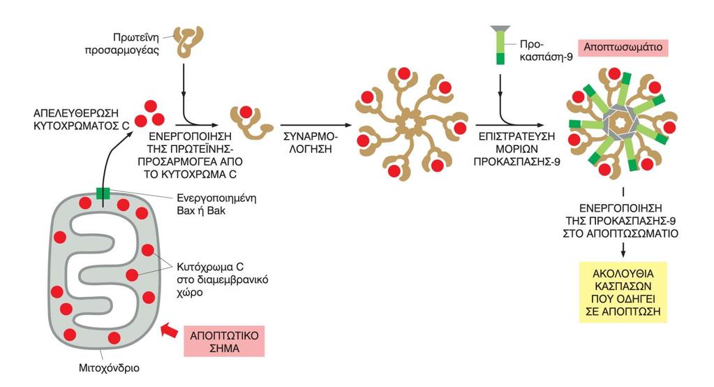 Ενδογενές μονοπάτι- Μιτοχονδριακό μονοπάτι - Ρυθμίζεται από τη συγκέντρωση των Bcl2 πρωτεινών στη μιτοχονδιακή μεμβράνη -Βax και