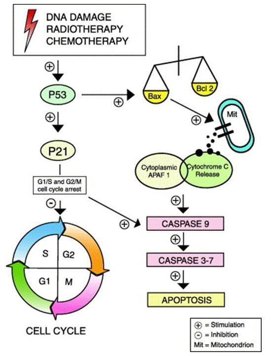 Η P53 στην απόπτωση DNA