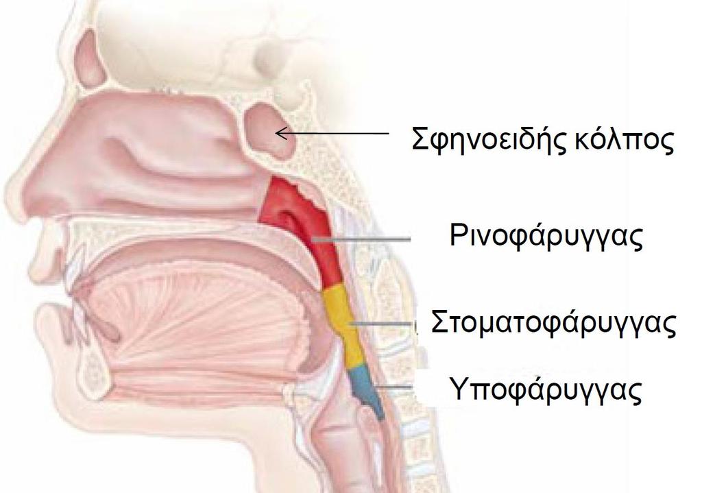 Φάρυγγας