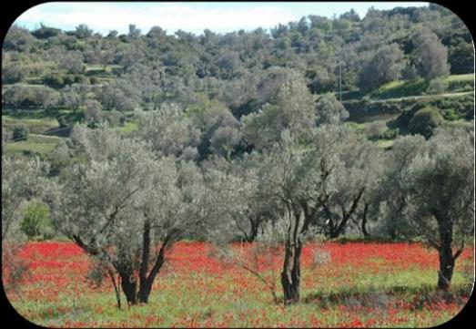 ελαιοτεμάχια 0,01 εκτάρια για τα