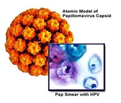 Μετάδοση του ιού Συχνότητα Η HPV λοίμωξη μεταδίδεται εύκολα. Προηγούμενη λοίμωξη δεν προστατεύει από επόμενες λοιμώξεις.