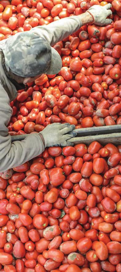 ΜΕΓΑΛΕΣ 71 ΑVAIL VEGGIES ΤΡΕΙΣ ΙΑΦΟΡΕΤΙΚΕΣ ΤΕΧΝΟΛΟΓΙΕΣ ΜΕ ΤΗ ΣΦΡΑΓΙ Α ΤΟΥ ΓΕΩΠΟΝΙΚΟΥ ΠΑΝΕΠΙΣΤΗΜΙΟΥ ΑΘΗΝΩΝ Το Αvail Veggies είναι ένα πυκνό ΝPΚ λίπασµα µε ιχνοστοιχεία, ειδικά σχεδιασµένο για τη