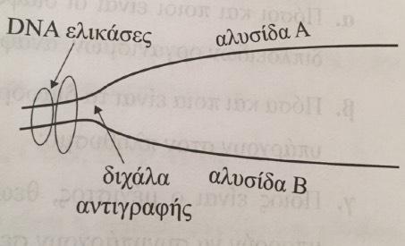 β) Να γράψετε το Kρωταρχικό τ?ή?α RNA?