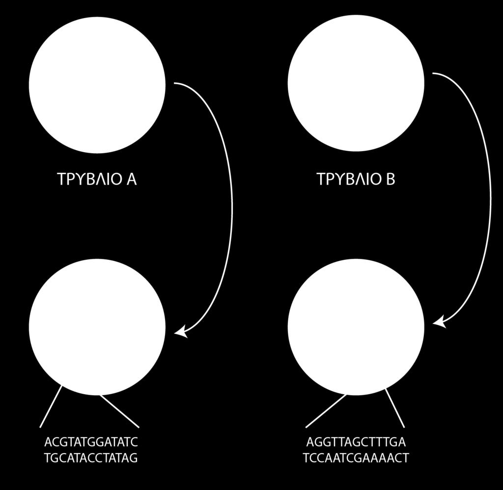 4. Από μία cdna βιβλιοθήκη ενός ανθρώπου που νοσεί με οικογενή υπερχοληστερολαιμία απομονώθηκε το προς αναζήτηση μόριο dscdna και αφού υπέστη ολική πέψη προσδιορίστηκε η αλληλουχία του ενός κλώνου