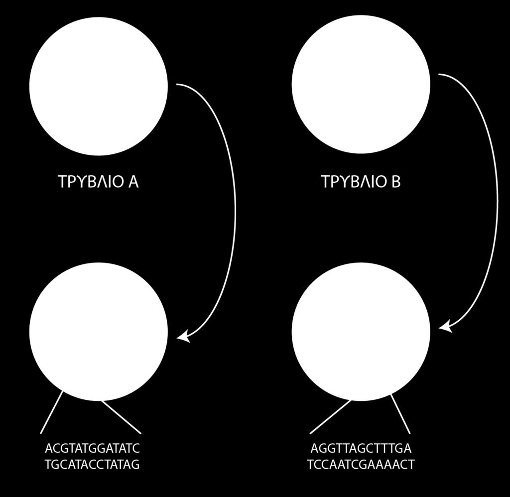 4. Από μία cdna βιβλιοθήκη ενός ανθρώπου που νοσεί με οικογενή υπερχοληστερολαιμία απομονώθηκε το προς αναζήτηση μόριο dscdna και αφού υπέστη ολική πέψη προσδιορίστηκε η αλληλουχία του ενός κλώνου