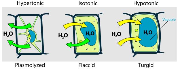 Προσθετικές ιδιότητες - Ώσμωση Φυσικοχημεία για Βιολόγους Όταν ένα φυτικό κύτταρο βρεθεί σε νερό, το οποίο θεωρείται υποτονικό διάλυμα (hypotonic), ο όγκος του αυξάνεται και ταυτόχρονα πέφτει η