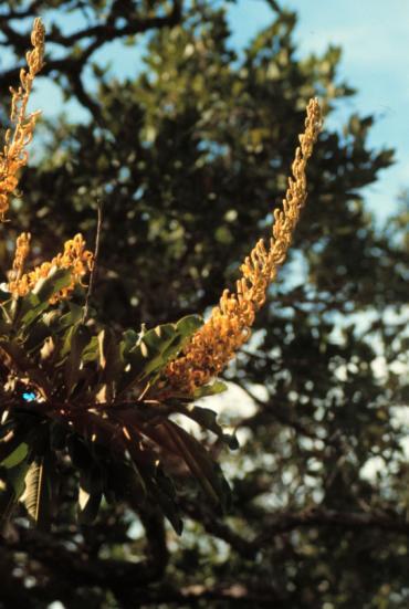 Distribution of Vochysia (Vochysiaceae) in Cerrado plant formations. V. elliptica V.