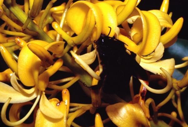 tucanorum Polinizadores, vicariancia, fenologia e processo de especiação Oliveira &