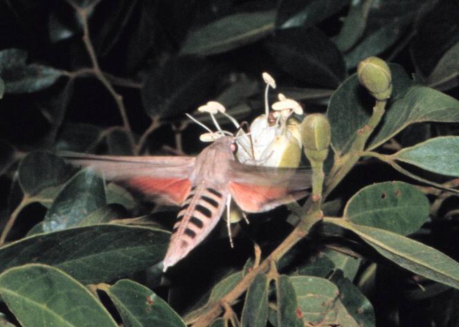 Guilds, redundancy and resilience Obligatory outcrossing: dependency on pollinators.