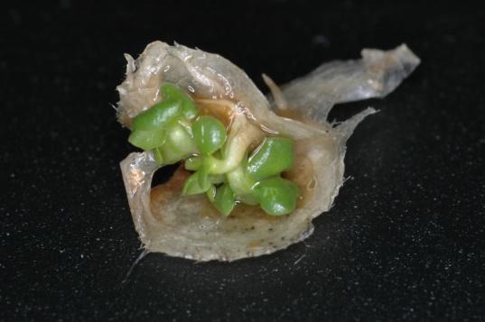 2,00 692,00 5,00 99,28 0,72 Anacardiaceae Lithraeae molleoides Seedlings 1,00 0,00 1.335,00 0,00 1,00 1,00 1.