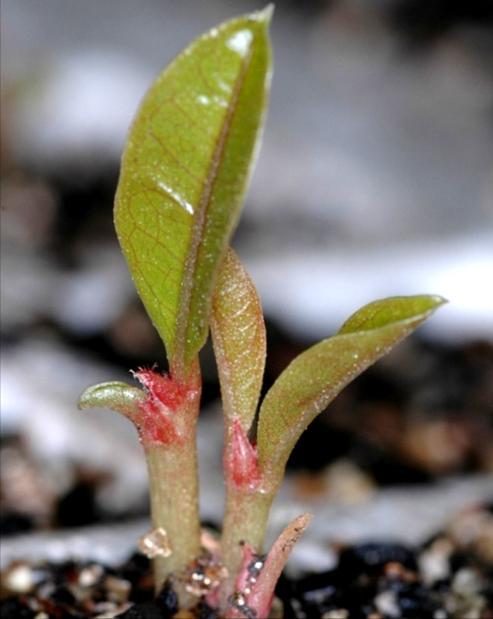 2,00 481,00 5,00 98,97 1,03 Apocynaceae Aspidosperma cylindrocarpum Seedlings 1,00 0,00 221,00 0,00 1,00 1,00 221,00 0,00 100,00 0,00 Bignoniaceae Jacaranda cuspidifolia Seedlings 1,01 0,11 404,00