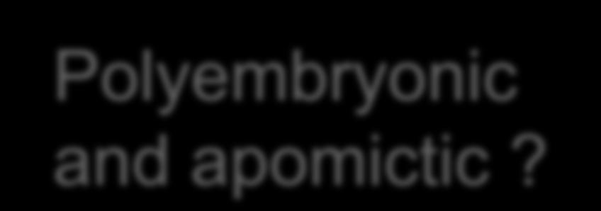 Polyembryonic and apomictic?