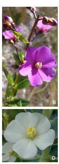 Species Breeding system and
