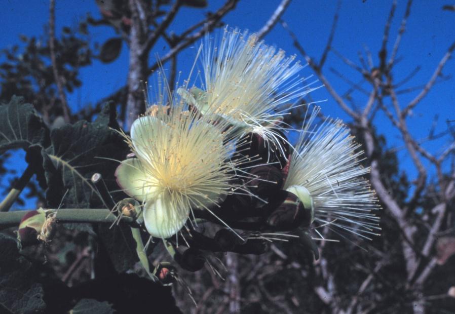 Disturbance and reduced gene flow Caryocar brasiliense Foto: Rogério Gribel Collevatti, R.G., Grattapaglia, D.