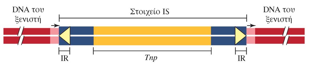 Μεταθετά στοιχεία Γνωστά και ως τρανσποζόνια Η μετακίνηση των κινητών αλληλουχιών (μεταθετών στοιχείων) ονομάζεται μετάθεση Τα πιο