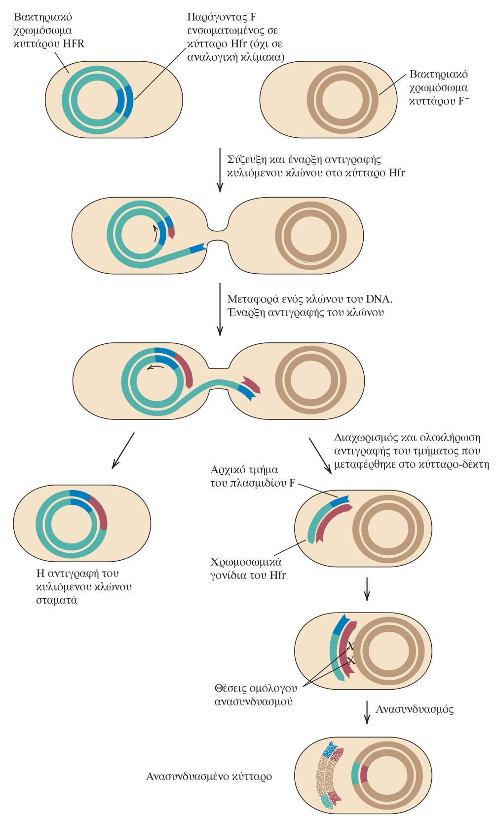 Οριζόντια μεταφορά τμήματος βακτηριακού DNA μέσω του πλασμιδίου F Ori T Τα κύτταρα που φέρουν ενσωματωμένο το F στο «χρωμοσωμικό» DNA τους λέγονται αρσενικά Hfr (high frequency of