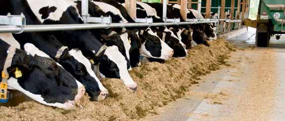 RINDAVITAL ENERGIETRUNK Το νέο σχέδιο διατροφής των αγελάδων γαλακτοπαραγωγής Για άμεση χορήγηση σε αγελάδες γαλακτοπαραγωγής μετά τον τοκετό για την πρόληψη της κέτωσης.