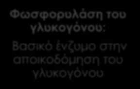 Φωσφορυλάση του