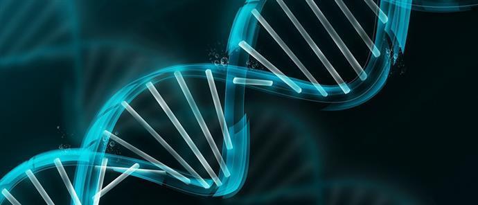 Τεχνικές με βάση το DNA Οι τεχνικές DNA επιτρέπουν τον προσδιορισμό των ειδών και ποικιλιών που υπάρχουν σε ένα τρόφιμο και το ποσοστό νοθείας με άλλα