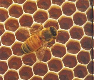 Γνωρίζουνοιµέλισσεςµαθηµατικά; Και βέβαια γνωρίζουν και µάλιστα ανώτερα µαθηµατικά Θεώρηµα βέλτιστης διαδροµής Οι επιστήµονες διαπίστωσαν ότι οι µέλισσες µαθαίνουν να πετούν ακολουθώντας τη