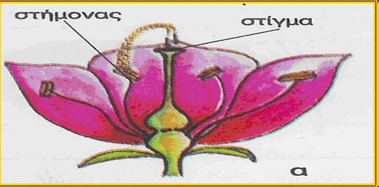 Επικονίαση (1) Επικονίαση ονοµάζεται η µεταφορά γύρης από τους ανθήρες ενός άνθους στο στίγµα του υπέρου τουίδιουήάλλουάνθουςτουίδιουείδουςφυτού.