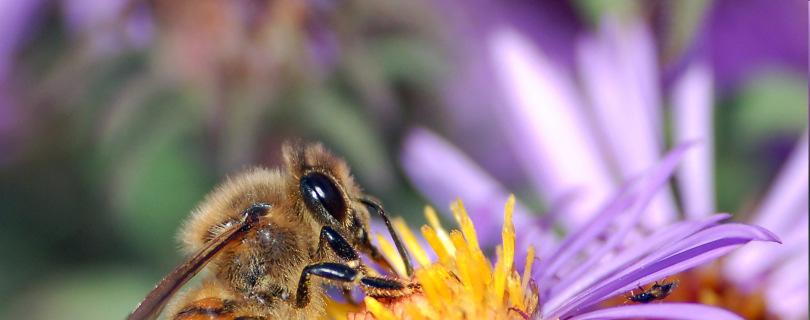 Μελισσοκόµοςκαιαγρότης: συµπαίκτες στο ίδιο παιχνίδι Οι µέλισσες βοηθούν στη γονιµοποίηση 80% των φυτικών ειδών.