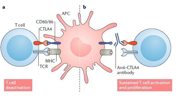 CTLA4 checkpoint inhibition Ενεργοποίηση T-cells (λεμφαδένες) Παρουσίαση του αντιγόνου 2o σήμα -> σύνδεση του CD28 με CD80 ή 86 Η ενεργοποίηση των T-cells Αύξηση την έκφραση του CTLA4 στην επιφάνεια