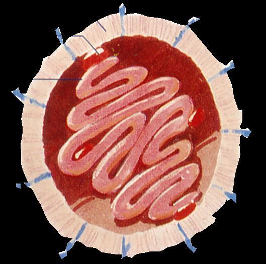 protein Ο ΙΟΣ