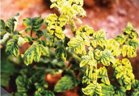 Pepino mosaic virus