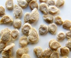 χρόνια ToMV Solanum lycopersicum 9 χρόνια CGMMV