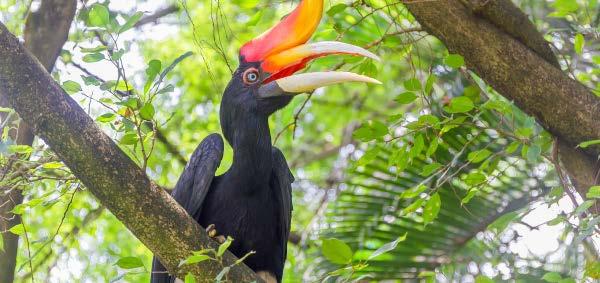 KUALA LUMPUR PARKS AND GARDENS ΦΥΣΗ ΚΑΙ ΒΟΤΑΝΙΚΟΙ ΚΗΠΟΙ Έναρξη: 09:00 Διάρκεια: 3,5 ώρες Αποδράστε από τη φασαρία της πόλης και ερωτευτείτε τη φύση στους χαλαρούς Βοτανικούς Κήπους της Perdana.