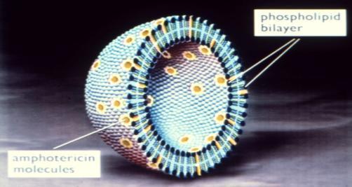 Διπλοστοιβάδα φωσφολιπιδίων Μόρια αμφοτερικίνης ΕΓΚΑΡΣΙΑ ΤΟΜΗ ΛΙΠΟΣΩΜΑΤΟΣ Η αμφοτερικίνη B ενσωματώνεται σε διπλοστιβάδα φωσφολιπιδίων 1 Αρνητικά φορτισμένη εξωτερική επιφάνεια αυξάνει την χημική