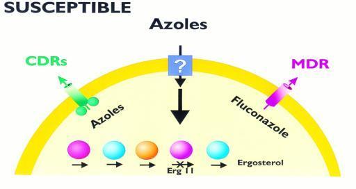 Αντοχή στις αζόλες - Μηχανισμοί 1) Point mutations στο γονίδιο ERG11 που