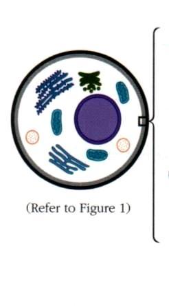 Το κυτταρικό τοίχωμα των μυκήτων: η σημαντικότερη διαφοροποίηση από τα ζωικά κύτταρα mannoproteins b1,3 b1,6 glucans Cell membrane b1,3