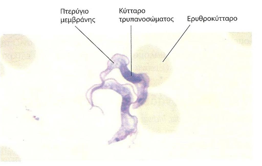 Τα κύτταρα του Trypanosoma είναι μικρά, λεπτά, ημισεληνοειδούς σχήματος.
