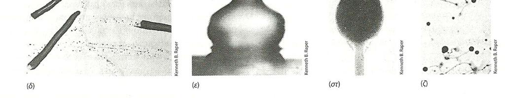 discoideum. (α) Αμοιβάδες πριν τη συνάθροιση. (β) Συναθροισμένες αμοιβάδες.