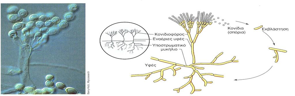 Υφές από το μυκήλιο αναπτύσσονται προς τα πάνω και παράγουν σπόρια (κονίδια).