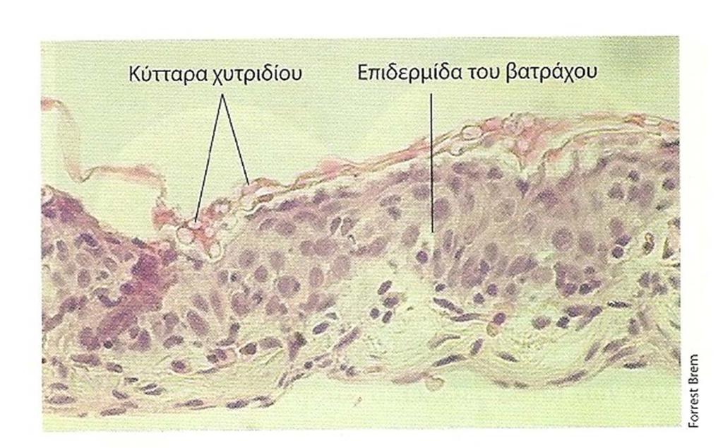 Το χυτρίδιο Neocallimastis (διαβιεί στον προστόμαχο) εξοικονομεί ενέργεια από ζύμωση σακχάρων προς οξέα, αλκοόλη και Η 2.